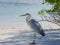 Egret on the beach