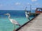 Egret on the beach