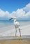 Egret On the Beach