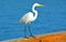 Egret on the Beach Pier