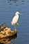 Egret bird