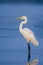 Egret Bird with blue background