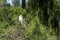Egret bird or intermediate egret closeup portrait