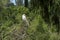 Egret bird or intermediate egret closeup portrait