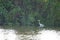 An egret bird prowling the edge of a river looking for fishes