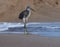 Egret bird standing on the beach. Stunning bird. Bird background wallpaper.