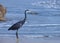 Egret bird standing on the beach. Stunning bird. Bird background wallpaper.