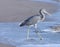 Egret bird standing on the beach. Stunning bird. Bird background wallpaper.