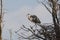 Egret bird in tree