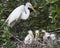 Egret Birds in Nest