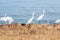 Egret birds walking on beach