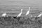 Egret birds walking on beach