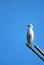 Egret And Blue Sky