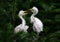 Egret brothers