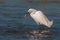 Egret with the catch