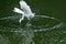 The egret catch fish from the river, in dark green background