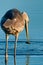 Egret catching fish