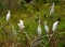 Egret Cattle