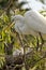 Egret with chicks in nest