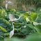 Egret closeup in lotus pond