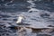 Egret with Crab