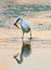 Egret egret eating a fish