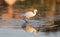 Egret egret eating a fish