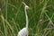 Egret in Everglades