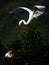 Egret family