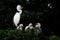 Egret family