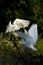 Egret feeding chick