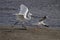 Egret fighting with a tern for a fish