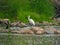 Egret with a Fish in its Mouth in a River Among Rocks and Fallen Trees