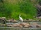 Egret with a Fish in its MouthÂ in a River Among Rocks and Fallen Trees