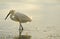 Egret Fishing