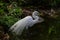 Egret fishing against dark background