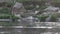 An Egret Fishing in the polluted Waters of the Bagmati River