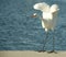 Egret flapping its wings