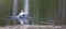 An Egret Flies over a Small Florida Lake