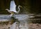 An Egret Flies over a Small Florida Lake