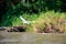 Egret in flight