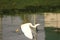 Egret is on a flight. Calm waters in the eveing. Bird perhaps getting back to the place to stay.