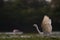 Egret flight shot at a lake during monsoon season