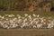 Egret flock in flight, La Pampa province,