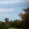 Egret flock flying at lake in Sri Lanka
