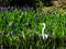 Egret and Flower