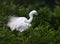 The Egret is Fluffing out its Feathers