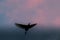 Egret flying over the dusky sky, showing birds full wings span,