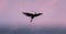 Egret flying over the dusky sky  showing birds full wings span  light hitting and glowing