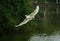 The egret flying on the river, in dark green background